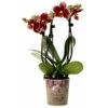 Phalaenopsis, Gesprenkelte Sorten, 3 Rispen, Topf-Ø 9 Cm, Höhe Ca. 30 Cm -Pflanzen Geschäft 0290100047 Phalaenopsis 3Rispen gesprenkelt 9cm Topf Hoehe 30cm