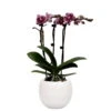 Phalaenopsis, Gesprenkelte Sorte, 3 Rispen, Topf-Ø 9 Cm, Mit Keramikübertopf -Pflanzen Geschäft 0290100059 Phalaenopsis 3R gesprenkelt 9cm T H30cm inkl uebertopf