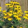 Bio Fallschirm-Sonnenhut 'Herbstsonne' Gelb, Topf-Ø 11 Cm, 3er-Set -Pflanzen Geschäft 0310105209 Rudbeckia nitida Herbstsonne Koelles Beste 11er Topf gelb o 4787