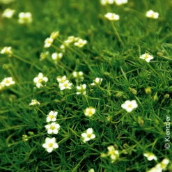 Sternmoos Mit Eulenstecker, Topf-Ø 6 Cm, 12er-Set -Pflanzen Geschäft 0310106444 Sagina subulata Irish Moos KB FF 12 cm Topf 51333