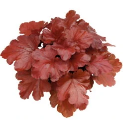 Purpurglöckchen 'Fire Alarm', Topf-Ø 12 Cm, 3er-Set -Pflanzen Geschäft 0310150064 KB Heuchera FireAlarm 12cmTopf Neu 39220
