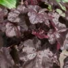 Purpurglöckchen 'Obsidian®' Schwarz, Topf-Ø 12 Cm, 3er-Set 2 Purpurglöckchen 'Obsidian®' Schwarz, Topf-Ø 12 Cm, 3er-Set -Pflanzen Geschäft 0310150151 KB Heuchera Obsidian 12er Topf violett schwarz 34527