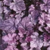 Purpurglöckchen 'Sugar Plum' Violett, Topf-Ø 12 Cm, 3er-Set -Pflanzen Geschäft 0310150155 KB Heuchera Sugar Plum 12er Topf silber violett 34528