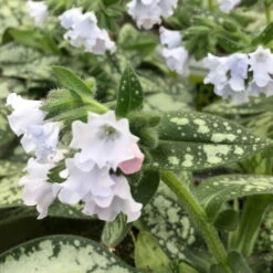 Lungenkraut 'Opal' Hellblau, Topf-Ø 12 Cm, 3er-Set -Pflanzen Geschäft 0310150217 Pulmonaria Opal hellblau1 76913