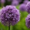 Allium 'Gladiator' Violett, Topf-Ø 14 Cm, 3er-Set 1 Allium 'Gladiator' Violett, Topf-Ø 14 Cm, 3er-Set -Pflanzen Geschäft 0310250084 Allium Gladiator Koelle 14cm Topf violett 71861