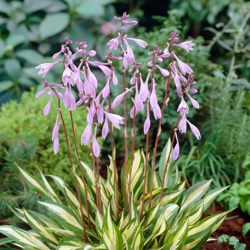 Rotstiel-Funkie 'Cherry Berry' Hellviolett, Topf-Ø 11 Cm, 3er-Set 3 Rotstiel-Funkie 'Cherry Berry' Hellviolett, Topf-Ø 11 Cm, 3er-Set