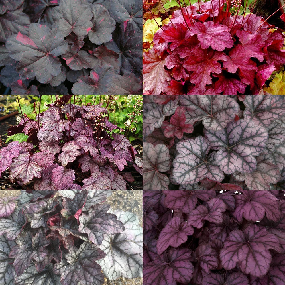 Purpurglöckchen Violett-rosalaubig, Topf-Ø 12 Cm, 3er-Set 3 Purpurglöckchen Violett-rosalaubig, Topf-Ø 12 Cm, 3er-Set