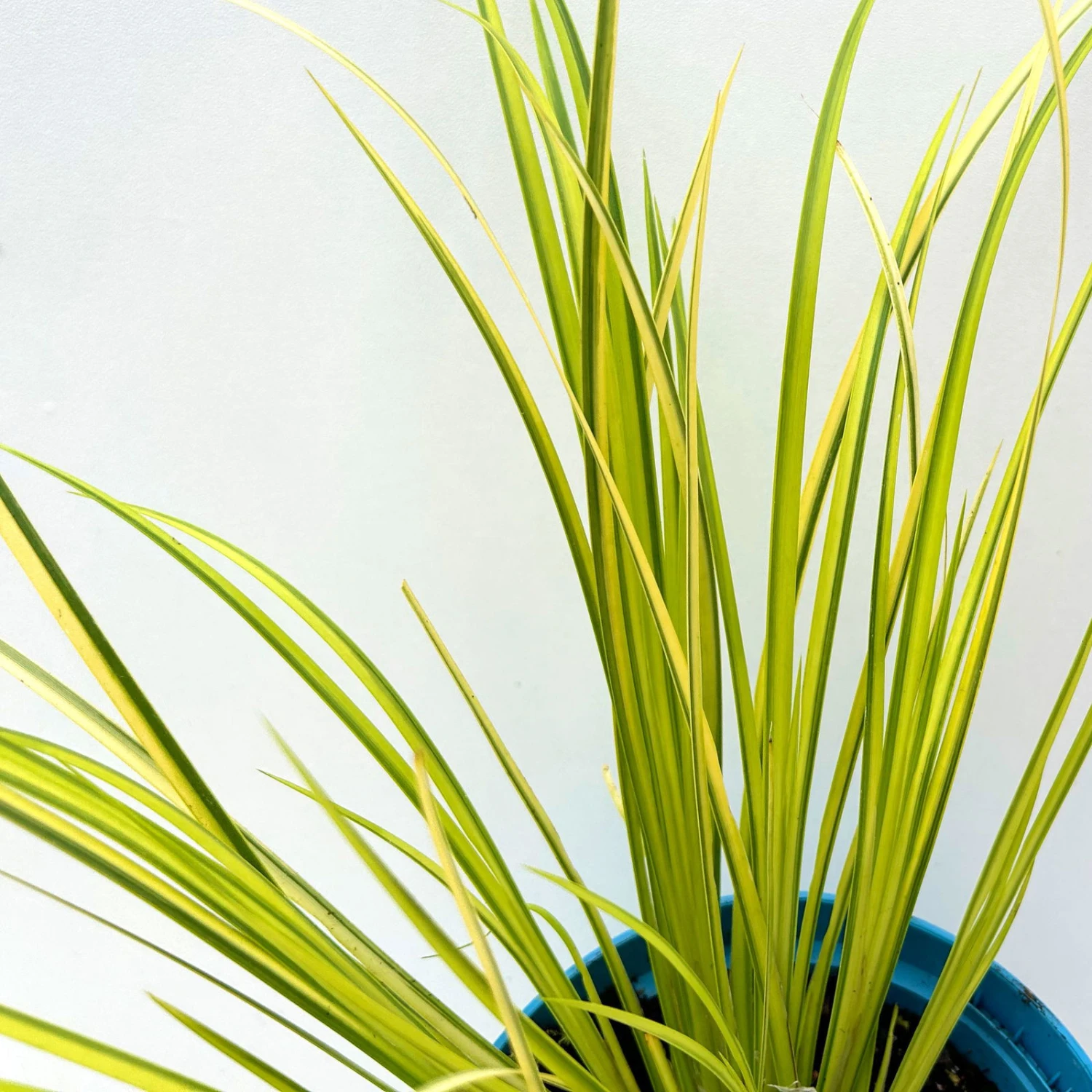 Kalmus 'Ogon' Grün-gelb, Topf-Ø 12 Cm, 3er-Set 6 Kalmus 'Ogon' Grün-gelb, Topf-Ø 12 Cm, 3er-Set – Bild 4