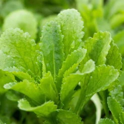 Kugeldistel 'Taplow Blue' Blau, Topf-Ø 11 Cm, 3er-Set -Pflanzen Geschäft 0319100478 Echinops bann Taplow Blue 3er Set blau 1 110445