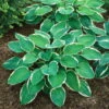 Funkie 'Francee'' Lila, Topf-Ø 11 Cm, 3er-Set -Pflanzen Geschäft 0319100509 Hosta Francee 3er Set 2 107578