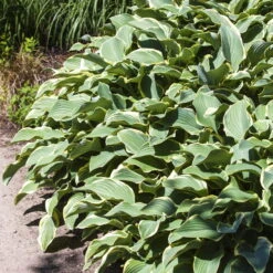 Funkie 'Francee'' Lila, Topf-Ø 11 Cm, 3er-Set -Pflanzen Geschäft 0319100509 Hosta Francee 3er Set 107908