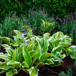 Funkie 'Queen Josephine' Lila, Topf-Ø 11 Cm, 3er-Set -Pflanzen Geschäft 0319100511 Hosta Queen Josephine 3er Set 1 109147
