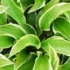 Funkie 'Queen Josephine' Lila, Topf-Ø 11 Cm, 3er-Set -Pflanzen Geschäft 0319100511 Hosta Queen Josephine 3er Set 2 109146