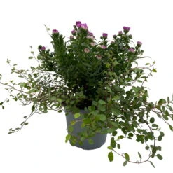 Aster & Mühlenbeckia, 3er-Set, Rosa Gefüllt, Topf 12/13 Cm Ø 10 Aster & Mühlenbeckia, 3er-Set, Rosa Gefüllt, Topf 12/13 Cm Ø -Pflanzen Geschäft 0319200009 Aster novi belgii Muehlenbeckia rosa 3er Set WS 2 95824