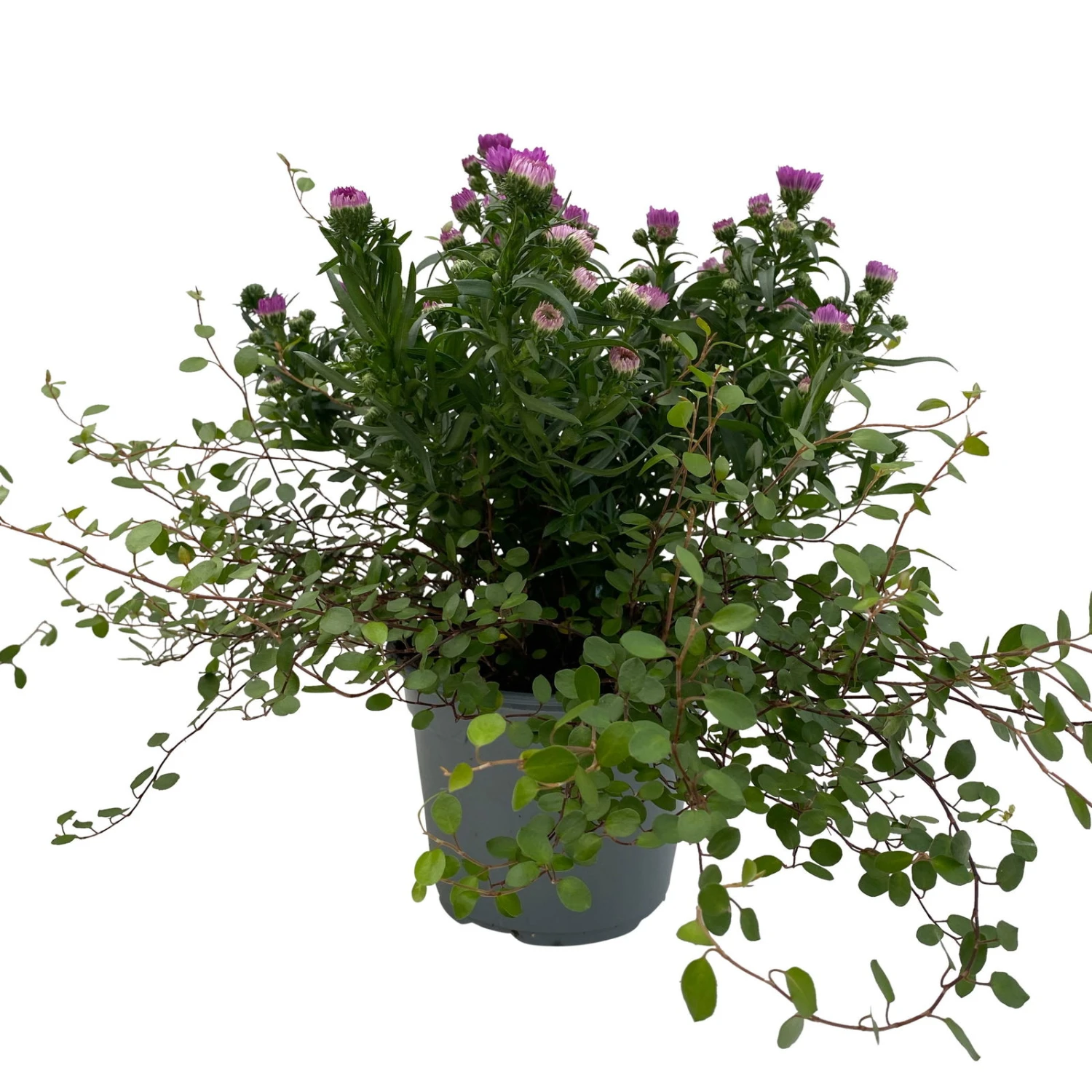 Aster & Mühlenbeckia, 3er-Set, Rosa Gefüllt, Topf 12/13 Cm Ø 5 Aster & Mühlenbeckia, 3er-Set, Rosa Gefüllt, Topf 12/13 Cm Ø – Bild 3