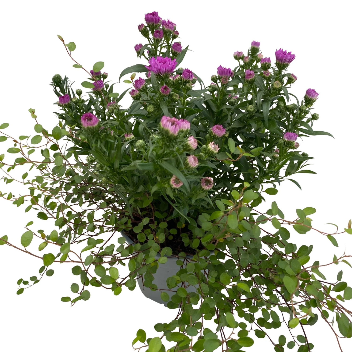 Aster & Mühlenbeckia, 3er-Set, Rosa Gefüllt, Topf 12/13 Cm Ø 3 Aster & Mühlenbeckia, 3er-Set, Rosa Gefüllt, Topf 12/13 Cm Ø