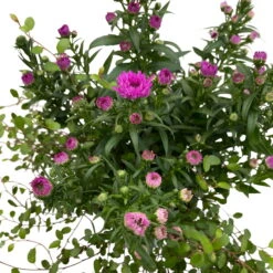 Aster & Mühlenbeckia, 3er-Set, Rosa Gefüllt, Topf 12/13 Cm Ø 11 Aster & Mühlenbeckia, 3er-Set, Rosa Gefüllt, Topf 12/13 Cm Ø -Pflanzen Geschäft 0319200009 Aster novi belgii Muehlenbeckia rosa 3er Set WS 4 95826
