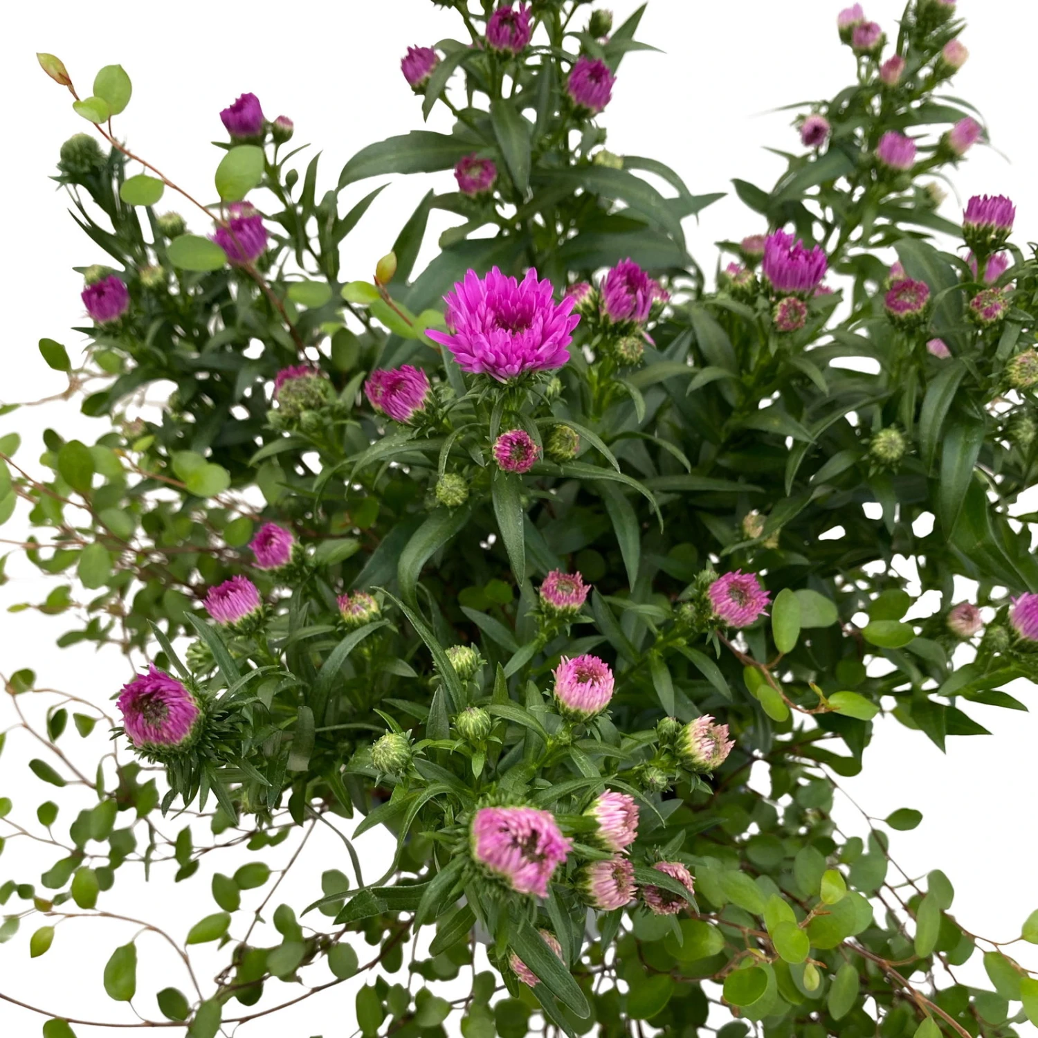 Aster & Mühlenbeckia, 3er-Set, Rosa Gefüllt, Topf 12/13 Cm Ø 6 Aster & Mühlenbeckia, 3er-Set, Rosa Gefüllt, Topf 12/13 Cm Ø – Bild 4