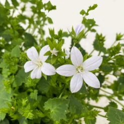 Polster-Glockenblume 'Adansa® White' Weiß, Topf-Ø 15 Cm, 3er-Set -Pflanzen Geschäft 0319200069 Campanula porten Adansa White weiss 3er Set 7 111166