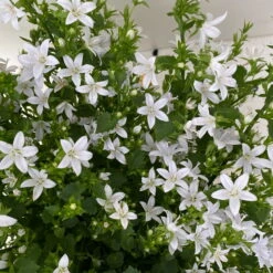 Polster-Glockenblume 'Adansa® White' Weiß, Topf-Ø 15 Cm, 3er-Set -Pflanzen Geschäft 0319200069 campanula portenschlagiana adansa white 6 125037
