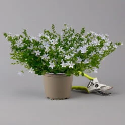 Polster-Glockenblume 'Adansa® White' Weiß, Topf-Ø 15 Cm, 3er-Set -Pflanzen Geschäft 0319200069 campanula portenschlagiana adansa white f 126065