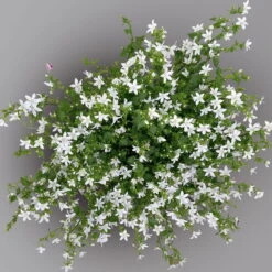 Polster-Glockenblume 'Adansa® White' Weiß, Topf-Ø 15 Cm, 3er-Set -Pflanzen Geschäft 0319200069 campanula portenschlagiana adansa white 125907