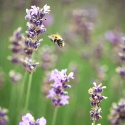 Lavendel 'Munstead', Blauviolett, Topf-Ø 19 Cm, 2er-Set -Pflanzen Geschäft 0319200072 Lavandula angustifolia Munstead 2er Set Bluete 2 111617