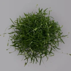 Lavendel 'Munstead', Blauviolett, Topf-Ø 19 Cm, 2er-Set -Pflanzen Geschäft 0319200072 Lavandula angustifolia Munstead 2er Set T19 Woud 2 125874