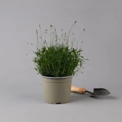 Lavendel 'Munstead', Blauviolett, Topf-Ø 19 Cm, 2er-Set -Pflanzen Geschäft 0319200072 Lavandula angustifolia Munstead 2er Set T19 Woud 125875