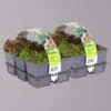 Hauswurz, Im Mix, Topf 7x7 Cm, 2x 6er-Set -Pflanzen Geschäft 0319200075 Koelle Sempervivum 2x 6er Set 111628