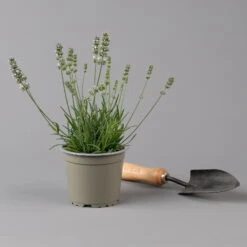Lavendel Weiß, Topf-Ø 13 Cm, 6er-Set -Pflanzen Geschäft 0319200155 0319200156 lavandula angustifolia weiss 1 124065