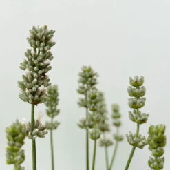 Lavendel Weiß, Topf-Ø 13 Cm, 6er-Set -Pflanzen Geschäft 0319200155 0319200156 lavandula angustifolia weiss 8 123846
