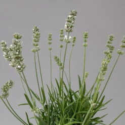 Lavendel Weiß, Topf-Ø 13 Cm, 6er-Set -Pflanzen Geschäft 0319200155 0319200156 lavandula angustifolia weiss 9 124066