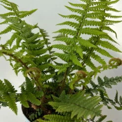Goldschuppenfarn, Topf-Ø 17 Cm, 2er-Set 14 Goldschuppenfarn, Topf-Ø 17 Cm, 2er-Set -Pflanzen Geschäft 0319200159 dryopteris affinis 10 125046