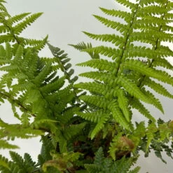 Goldschuppenfarn, Topf-Ø 17 Cm, 2er-Set 15 Goldschuppenfarn, Topf-Ø 17 Cm, 2er-Set -Pflanzen Geschäft 0319200159 dryopteris affinis 9 125047