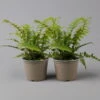 Goldschuppenfarn, Topf-Ø 17 Cm, 2er-Set -Pflanzen Geschäft 0319200159 dryopteris affinis t 126006
