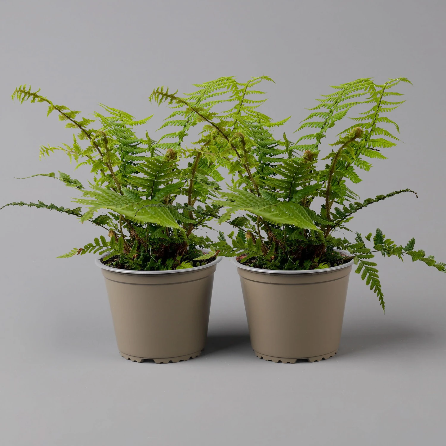Goldschuppenfarn, Topf-Ø 17 Cm, 2er-Set 3 Goldschuppenfarn, Topf-Ø 17 Cm, 2er-Set