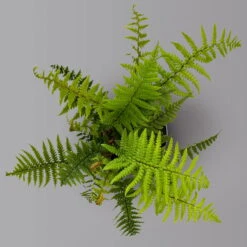 Goldschuppenfarn, Topf-Ø 17 Cm, 2er-Set 11 Goldschuppenfarn, Topf-Ø 17 Cm, 2er-Set -Pflanzen Geschäft 0319200159 dryopteris affinis 125901