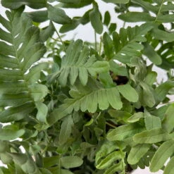 Gewöhnlicher Tüpfelfarn, Topf-Ø 17 Cm, 2er-Set -Pflanzen Geschäft 0319200161 polypodium vulgare 5 125049