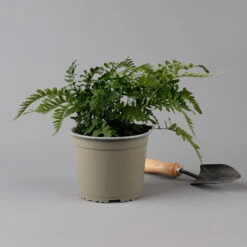 Gewöhnlicher Tüpfelfarn, Topf-Ø 17 Cm, 2er-Set -Pflanzen Geschäft 0319200161 polypodium vulgare f 126035