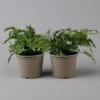 Gewöhnlicher Tüpfelfarn, Topf-Ø 17 Cm, 2er-Set -Pflanzen Geschäft 0319200161 polypodium vulgare t 126036