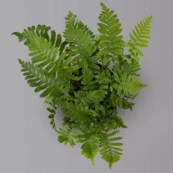Gewöhnlicher Tüpfelfarn, Topf-Ø 17 Cm, 2er-Set -Pflanzen Geschäft 0319200161 polypodium vulgare 125898