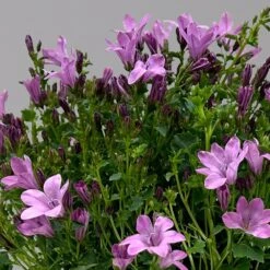 Glockenblume 'Ambella® Pink' Rosa, Topf-Ø 15 Cm, 3er-Set -Pflanzen Geschäft 0319200163 campanula ambella pink 1 124075