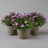 Glockenblume 'Ambella® Pink' Rosa, Topf-Ø 15 Cm, 3er-Set 1 Glockenblume 'Ambella® Pink' Rosa, Topf-Ø 15 Cm, 3er-Set -Pflanzen Geschäft 0319200163 campanula ambella pink 2 124072