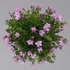 Glockenblume 'Ambella® Pink' Rosa, Topf-Ø 15 Cm, 3er-Set -Pflanzen Geschäft 0319200163 campanula ambella pink 3 124074
