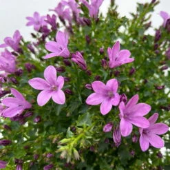 Glockenblume 'Ambella® Pink' Rosa, Topf-Ø 15 Cm, 3er-Set -Pflanzen Geschäft 0319200163 campanula ambella pink 10 123849