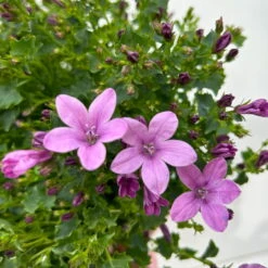 Glockenblume 'Ambella® Pink' Rosa, Topf-Ø 15 Cm, 3er-Set -Pflanzen Geschäft 0319200163 campanula ambella pink 11 123851