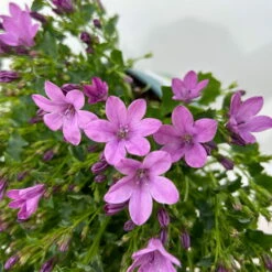 Glockenblume 'Ambella® Pink' Rosa, Topf-Ø 15 Cm, 3er-Set -Pflanzen Geschäft 0319200163 campanula ambella pink 12 123850