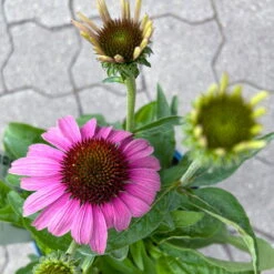 Echinacea Purpurea 'Magnus' Purpurrosa, Topf 3 Liter -Pflanzen Geschäft 0320104262 Echinacea purpurea Magnus 3Liter purpurrosa 8 126726