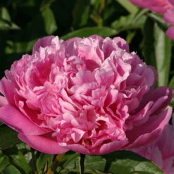 Kölle's Beste Pfingstrose 'Monsieur Jules Elie' Violettrosa, 3 Liter Topf -Pflanzen Geschäft 0320106403 Paeonia lactiflora Monsieur Jules Elie violettrosa 19 cm Topf 42746